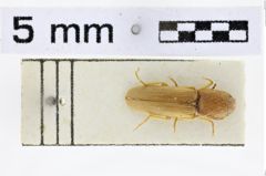 Foto (Dorsalansicht) von Aeoloderma deplanata (NHMW-ZOO-COL-0010613)